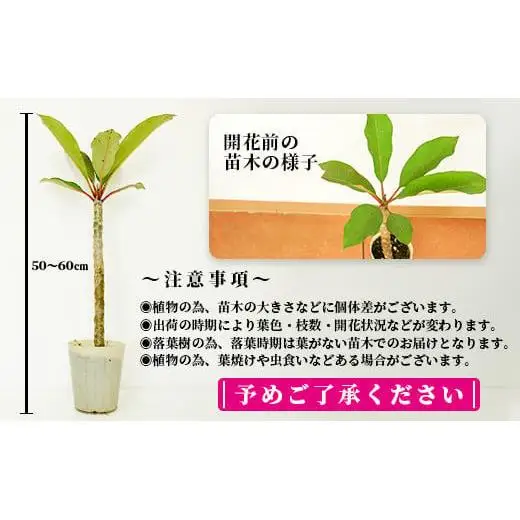 石垣島産 プルメリア苗木1本(50～60cm)　NE-5