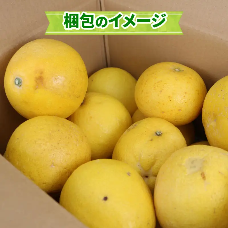 土佐文旦 訳あり 8kg ワールドファーマーズ 文旦 B010-024024