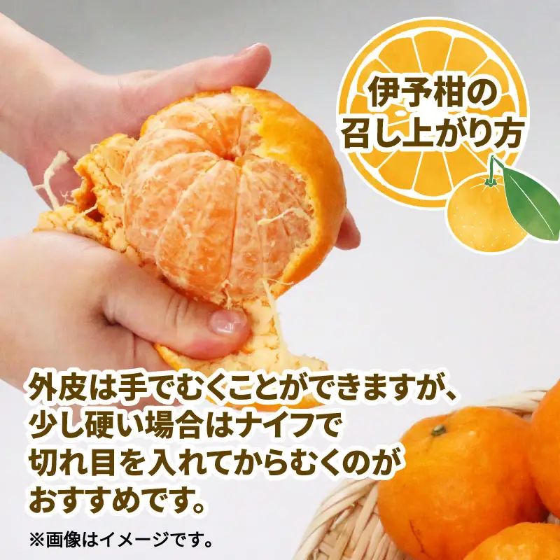 愛媛みかん 訳あり 伊予柑 10kg WF 愛媛みかん B010-024022