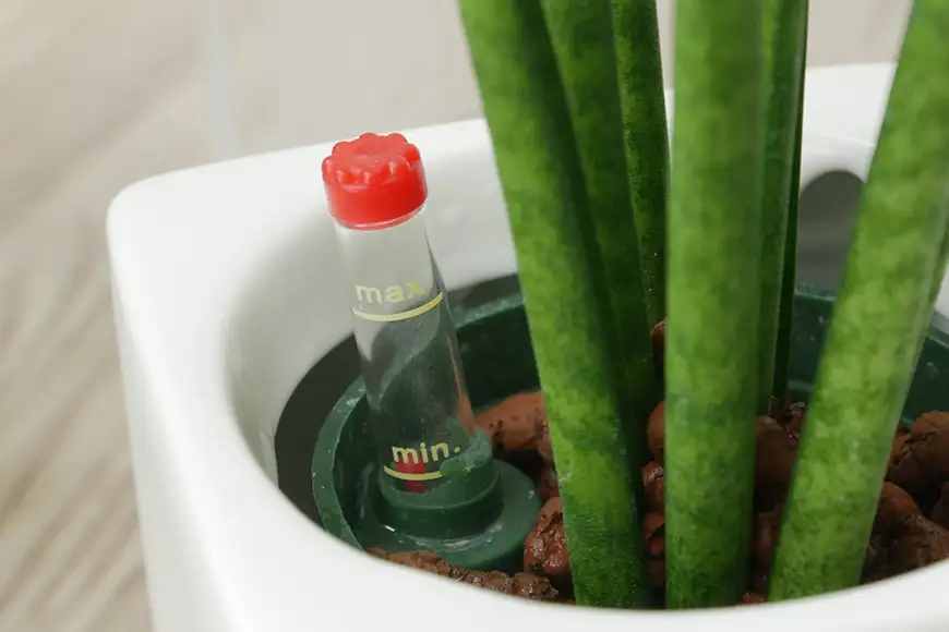 観葉植物 キュートフィット 白角 おまかせ 3個 セット