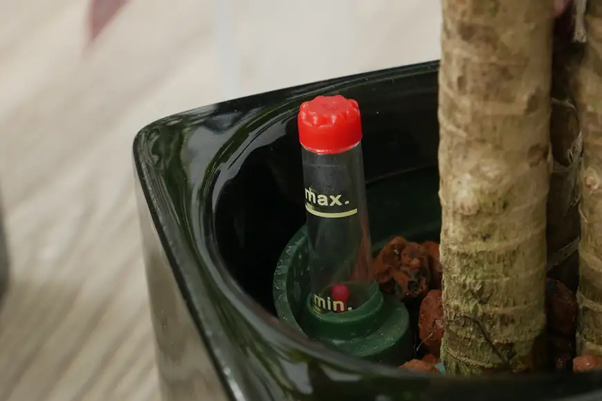 観葉植物 キュートフィット 黒角 おまかせ 3個 セット