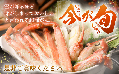 【先行予約】≪浜茹で≫ 地物！天然！はるか丸厳選！越前がに 約400g × 2杯【2027年2月上旬以降順次発送予定】獲れたて！茹でたてをお届けします！[m36-x001_02]