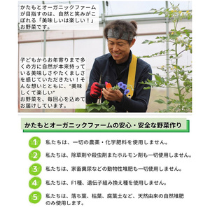 たまねぎ 10kg かわいい玉ねぎ かたもとオーガニックファーム