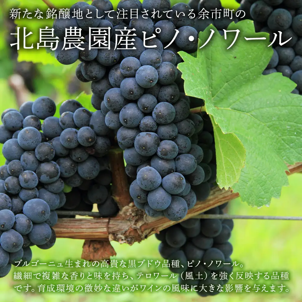 葡萄作りの匠 北島秀樹ピノ・ノワール ブラン･ド･ノワール2023 750ml 2本_Y020-0653