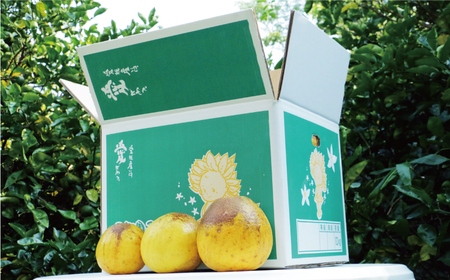 訳あり 河内晩柑 樹齢 30年以上 10kg （ サイズ おまかせ ） 7000円 みかん かわちばんかん 愛南ゴールド あいなん ゴールド 美生柑 文旦 グレープフルーツ 和製 家庭用 産地直送 国産 農家直送 期間限定 数量限定 ビタミン 特産品 ゼリー ジュース マーマレード ピール ドライフルーツ 人気 限定 さわやか 甘い フルーツ 果物 柑橘 蜜柑 規格外 愛南町 愛媛県 果樹園みどり みかん 河内晩柑 みかん 河内晩柑 みかん 河内晩柑 みかん 河内晩柑 みかん 河内晩柑 みかん 河内晩柑 みかん 河内晩柑 みかん 河内晩柑 みかん 河内晩柑 みかん 河内晩柑 みかん 河内晩柑 みかん 河内晩柑 みかん 河内晩柑 みかん 河内晩柑 みかん 河内晩柑 みかん 河内晩柑 みかん 河内晩柑 みかん 河内晩柑 みかん 河内晩柑 みかん 河内晩柑 みかん 河内晩柑 みかん みかん