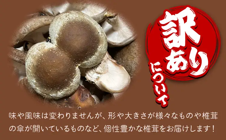 訳あり 菌床 椎茸 2kg (サイズ未選別・不揃い) motochi農園 岩手県九戸村