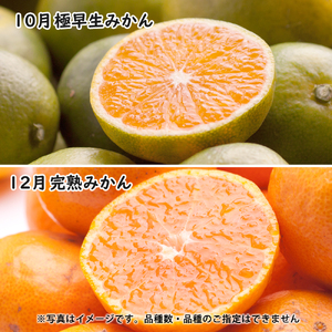 季節の柑橘定期便A【偶数月・全4回】【和歌山県有田】_ZH7020