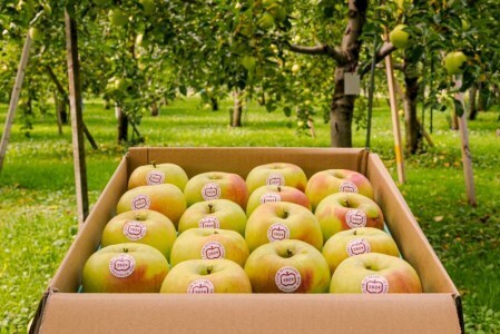 [贈答] 名月【約5kg 12から18玉入り】糖度15度以上のりんご｜令和8年 2026年 青森 リンゴ [0683]