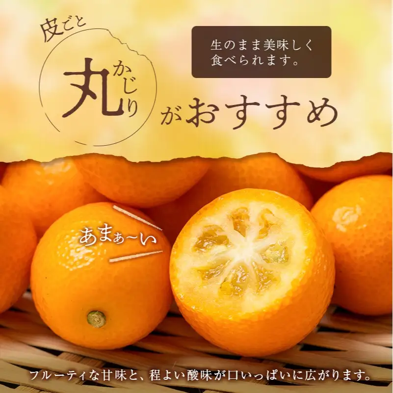 ＜2027年発送＞完熟きんかん「たまたま」約3kg 糖度16度以上 ブランド 金柑 柑橘 宮崎県産