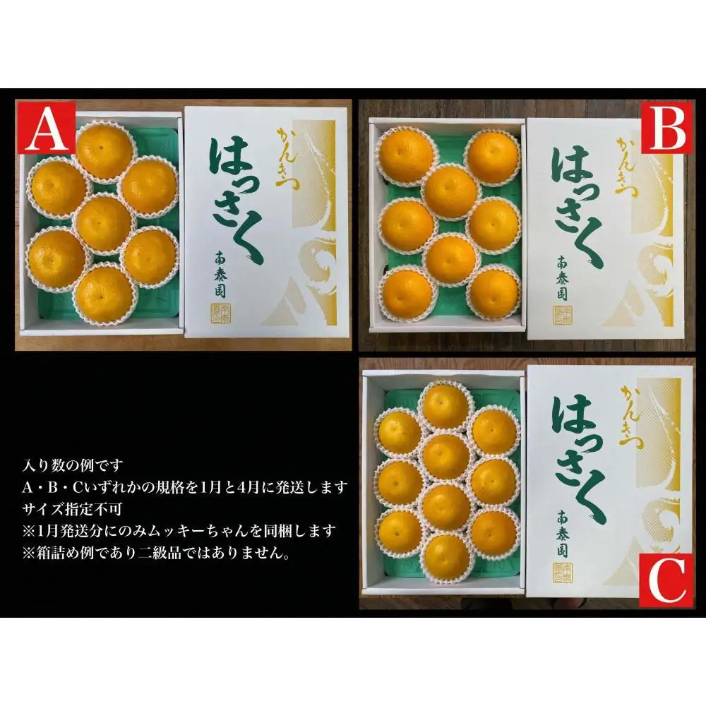 1・4月発送 全2回 定期便 はっさく マニア 貯蔵 ＆ 木成完熟 傷あり 二級品 7 ～ 10玉 化粧箱 和歌山 有田 南泰園