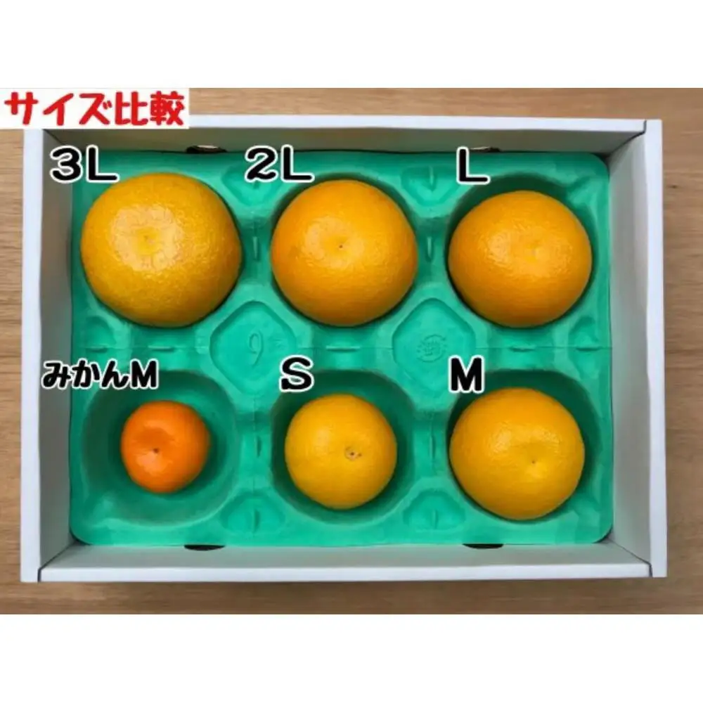 1・4月発送 全2回 定期便 はっさく マニア 貯蔵 ＆ 木成完熟 訳あり傷多め L または M 5.5kg 茶箱 和歌山 有田 南泰園