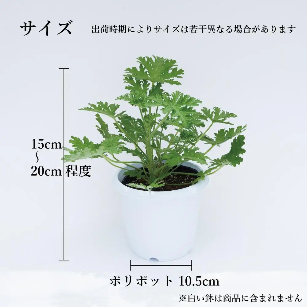 【ふるなびWEEK対象】虫よけ効果 ローズゼラニウム 小サイズ苗 4個セット (ポリポット)