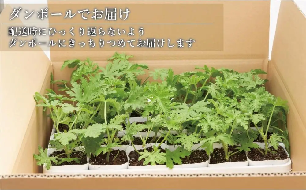 虫よけ効果 ローズゼラニウム 小サイズ 花苗 24個セット (ポリポット) 花苗