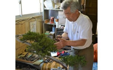 【限定一点】人気の糸魚川真柏 盆栽 現品限り 山採り木 新潟  限定品 商品番号8