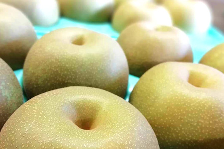 【皆藤梨園】梨 恵水（約5kg/4L～6L/12～8玉）【9月上旬以降発送予定】 75-C