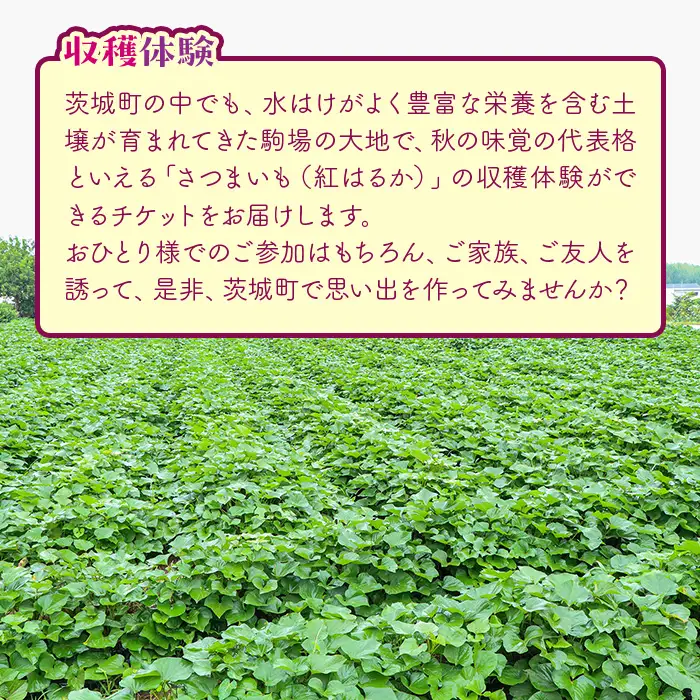 491 さつまいも掘り 体験チケット （４名まで利用可能）