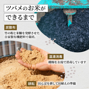 【令和8年産　新米先行受付】ツバメの飛び交う棚田米 精米6kg（3kg×2袋） 米 こめ お米 コメ こしひかり コシヒカリ 精米 新潟県 魚沼市 魚沼