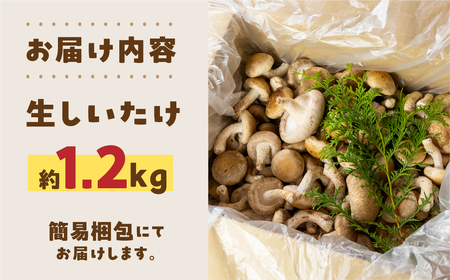 大容量 訳あり 生しいたけ 約 1.2kg 大容量  まるごと家 [mt1622]