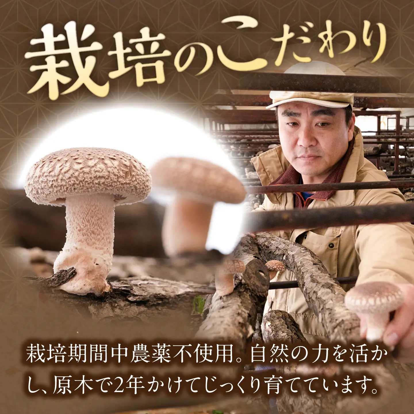 原木 生しいたけ 700g~900g | 合同会社カルシ [BNAU002]