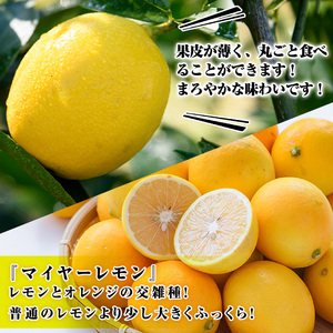 ＜先行予約受付中！2026年12月中旬以降順次発送予定＞ 数量限定！露地マイヤーイエローレモン (2kg) 国産 果実 果物 レモン イエローレモン フルーツ 檸檬 柑橘 デザート 期間限定 アレンジ ドリンク ゼリー デザート 【桐野柑橘株式会社】akn070-10
