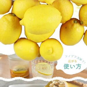 ［ご家庭用訳あり］ 紀州有田産レモン 2.5kg［2027年3月上旬以降発送］［先行予約］