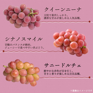 【 ぶどう 】 ぶどう 詰合わせ 2.4kg 2026年8月発送