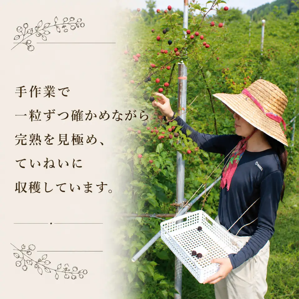 【ふるさと納税】＜【加工用・訳あり】冷凍ブラックベリー約1.5kg＞ふるーつ fruit ヒロの果樹園からMIYAMOTOFARM が受け継ぎました 冷凍フルーツ フローズン スムージー チャック付き袋入り 家庭用 高知県 佐川町 （栽培期間中 化学農薬化学肥料不使用）