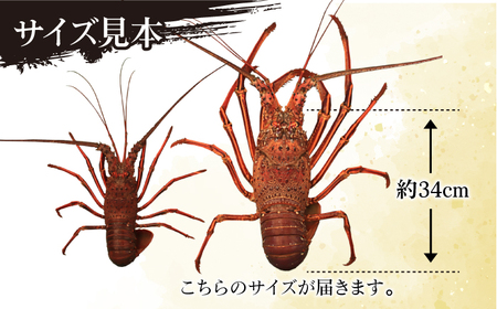 特大天然活き伊勢海老1尾 1.1kg[RBH001] 伊勢海老 エビ えび 伊勢海老 エビ えび 伊勢海老 エビ えび 伊勢海老 エビ えび 伊勢海老 エビ えび九州 長崎
