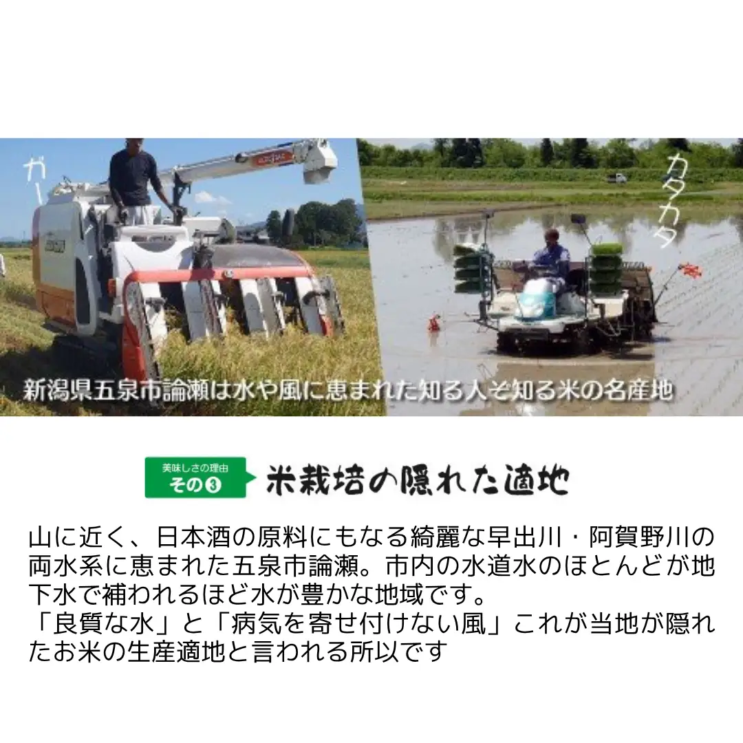 【先行予約】令和8年産 五泉産コシヒカリ 5kg わくわく農場 | コシヒカリ 白米 米 新潟県産 五泉市