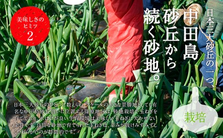 浜松篠原産【葉付新白玉ねぎ】プレミアムホワイト30玉【A級品L玉】 野菜 たまねぎ タマネギ 