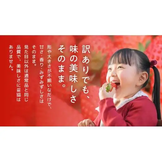 【 先行予約 】 訳あり いちご いばらキッス 800g 【 2027年2月以降発送 】  （常陸太田市 共通返礼品 ) 