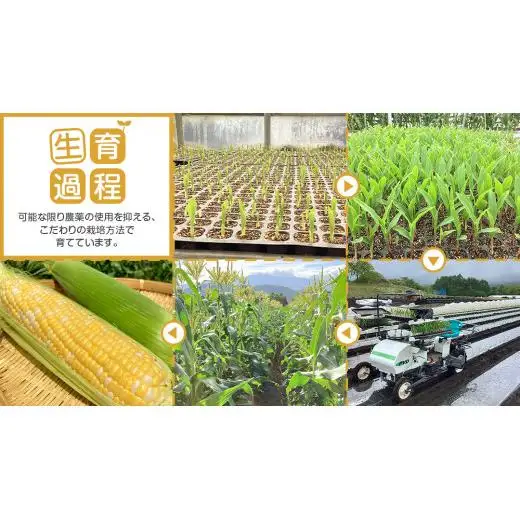 【 7月中旬発送開始 】 嬬恋産 とうもろこし ドルチェドリーム 約2kg（4本） [AT001tu]