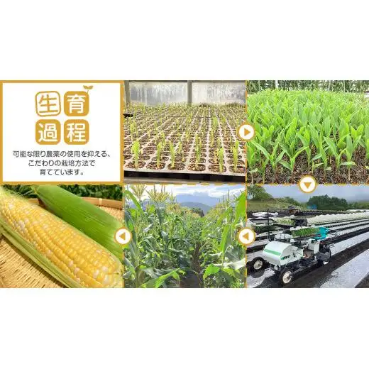 【 7月中旬発送開始 】 嬬恋産 とうもろこし ドルチェドリーム 約10kg (18～22本L～3L混在） トウモロコシ 大粒 野菜 群馬 産地直送 期間限定 お取り寄せ [AT003tu]