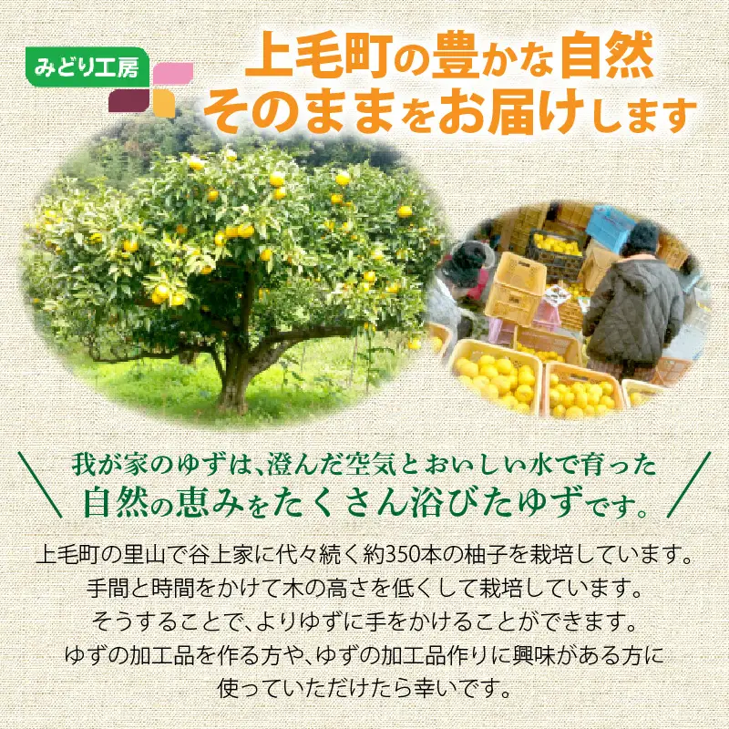 訳あり 黄ゆず 生果実 約5kg_MM0106