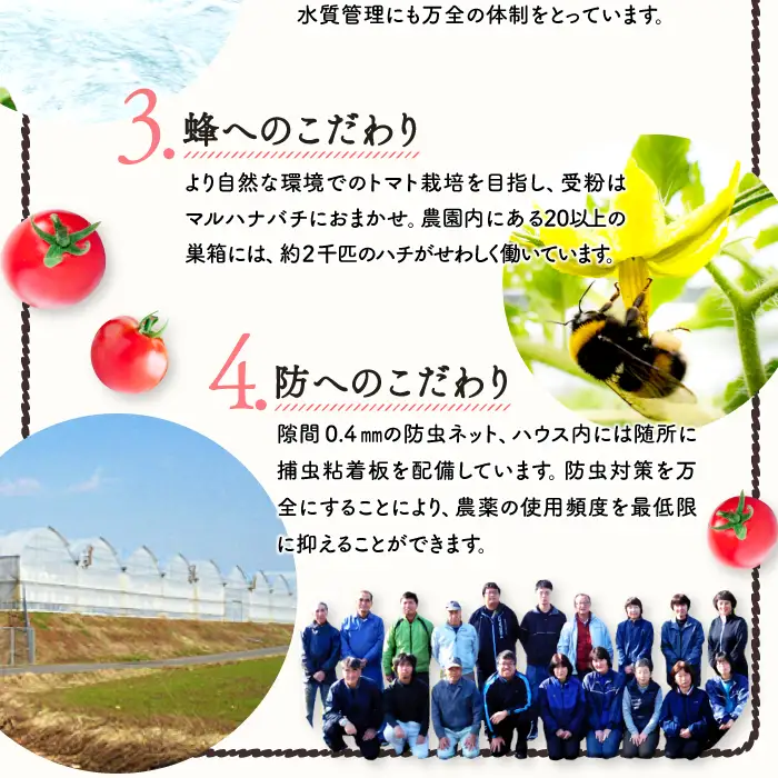 世界基準の奥出雲高原ミディトマト1.3kg（中玉サイズ）【トマト とまと 野菜 ミディトマト 1.3kg 中玉 厳選 新鮮 健康 美容 安心 安全 美味しい サラダ シンディースィート リコピン やさい】