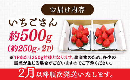【2027年2月下旬発送】いちごさん 約500g（約250g×2パック） / 佐賀県 / リフルット株式会社 [41ABAA002]