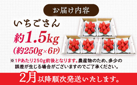 【2027年2月下旬発送】いちごさん 約1.5kg（約250g×6パック） / 佐賀県 / リフルット株式会社 [41ABAA003]