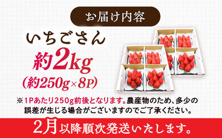 【2027年2月下旬発送】いちごさん 約2kg（約250g×8パック） / 佐賀県 / リフルット株式会社 [41ABAA004]