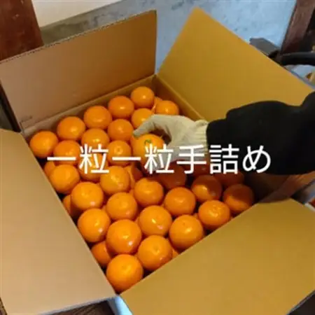 隠れ名産地　和泉みかん温州早生(小玉中玉大玉サイズミックス)　5kg【1535223】