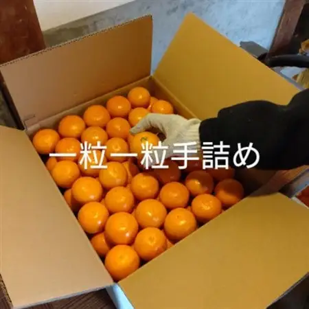 隠れ名産地　和泉みかん温州早生(小玉中玉大玉サイズミックス)　10kg【1535225】