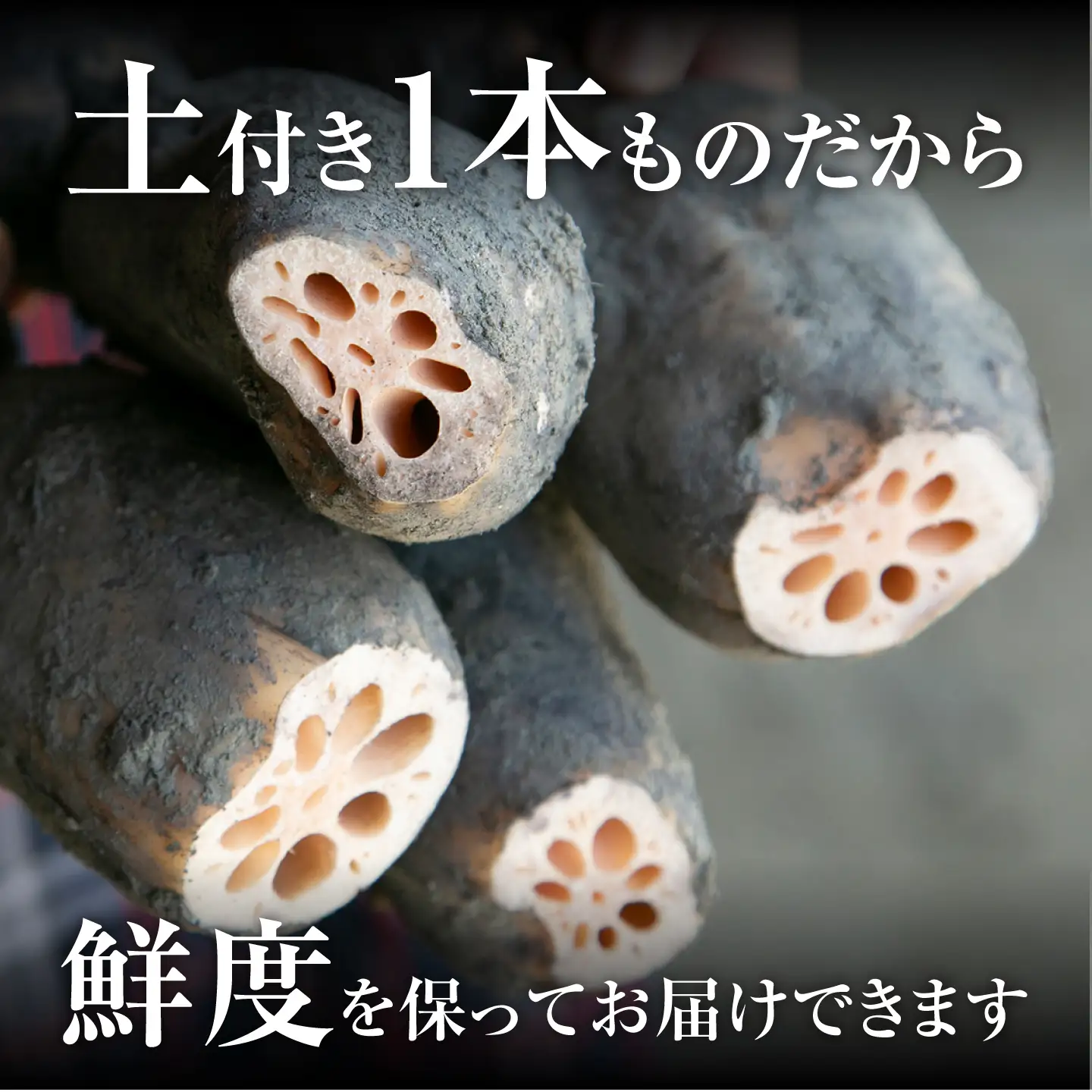 【8月中旬より順次発送】れんこん 2kg 「SEIMEI」 手掘り 蓮根 レンコン / 水谷グルッポ[AEBX001]