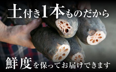 【8月中旬より順次発送】れんこん 5kg 「SEIMEI」 手掘り 蓮根 レンコン / 水谷グルッポ[AEBX002]
