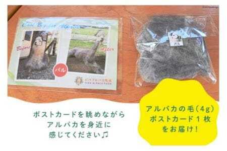 アルパカ アルパカの毛 ポストカード