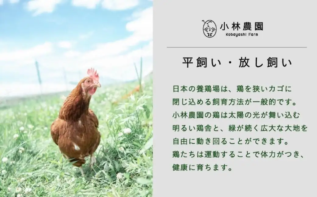 親鶏のスパイスカレー 5個セット（辛口）【テンアール株式会社】 カレー スパイスカレー 辛口 鶏 鶏肉 平飼い 冷凍配送 北海道 [AXAN009]