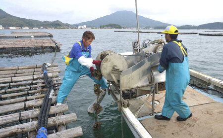 【日時指定可】福岡県糸島産 殻付き牡蠣 10kg(125粒前後) 糸島市 / 日進丸 牡蛎 カキ [AWA012]