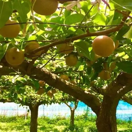 【数量限定】館山齊藤果樹園の完熟梨「新高(にいたか)」6～9個【1534578】