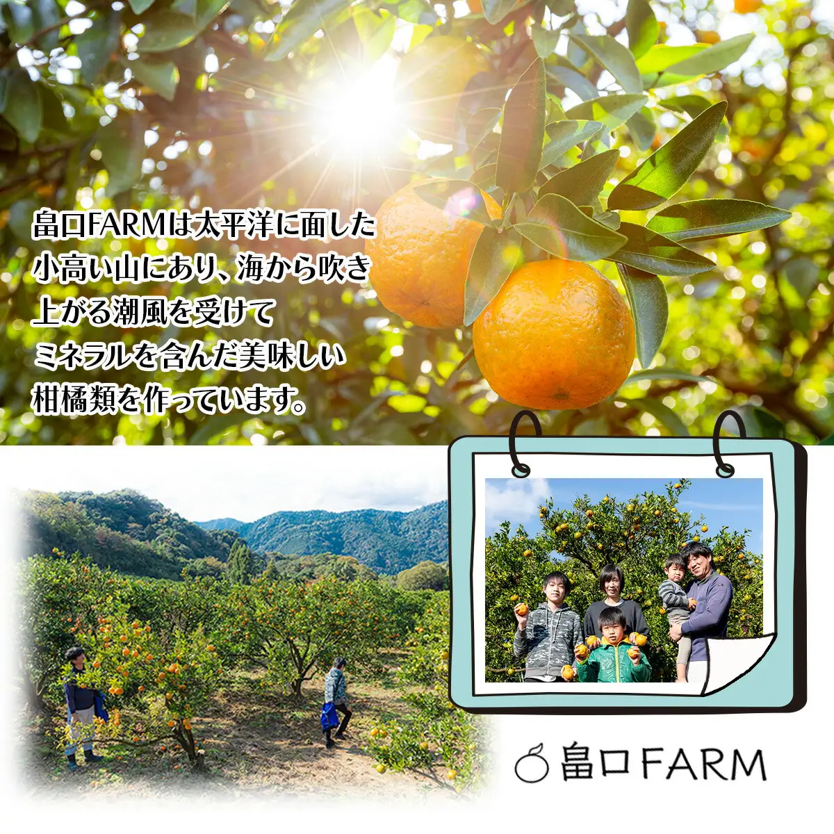【先行予約】ポンカン 贈答用 5kg【畠口FARM（畠口　佳養）】