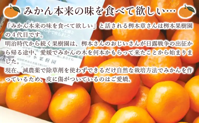 家庭用 柳本果樹園の山北みかん 5kg 大小混合(2S～L) - 果物 フルーツ 柑橘類 温州みかん ミカン 蜜柑 甘い おいしい 訳あり キズ 大小混合 期間限定 季節限定 数量限定 高知県 香南市 yg-0031