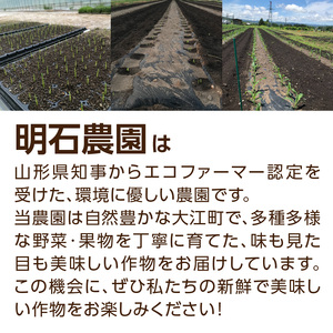 027-006《先行受付》朝採りホワイトショコラ約5kg・A品L～3L・11～15本程度 【2026年9月上旬～発送予定】【山形とうもろこし・大江町産・明石農園】 027-006