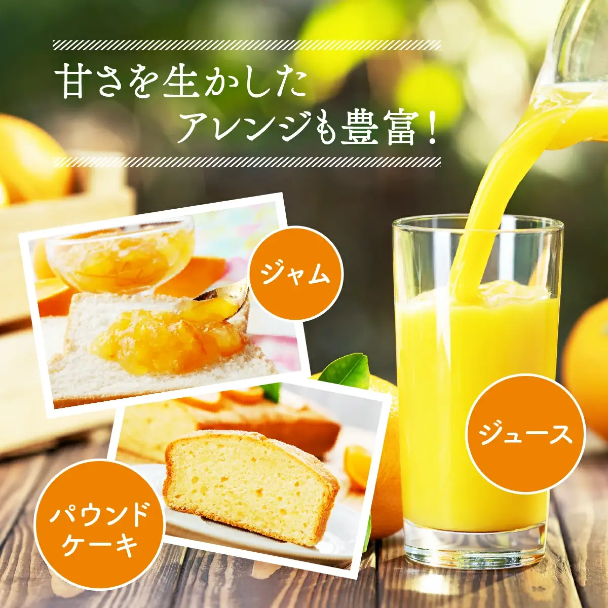 ＜先行予約＞生田の訳ありポンカン【10kg】16 [I-02] 【生田果樹園】